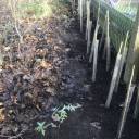 14-hedge-behind-the-swimming-pool 14-hedge-behind-the-swimming-pool