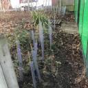 15-hedge-behind-the-swimming-pool 15-hedge-behind-the-swimming-pool