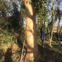 17-tree-freed-of-ivy 17-tree-freed-of-ivy