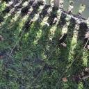 6-whips-spaced-out-ready-for-planting 6-whips-spaced-out-ready-for-planting