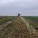All-whips-planted